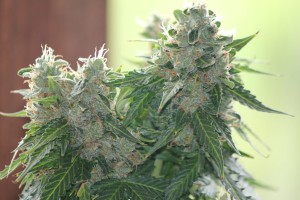 Autoflower