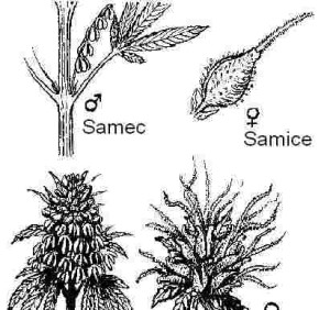 male_female